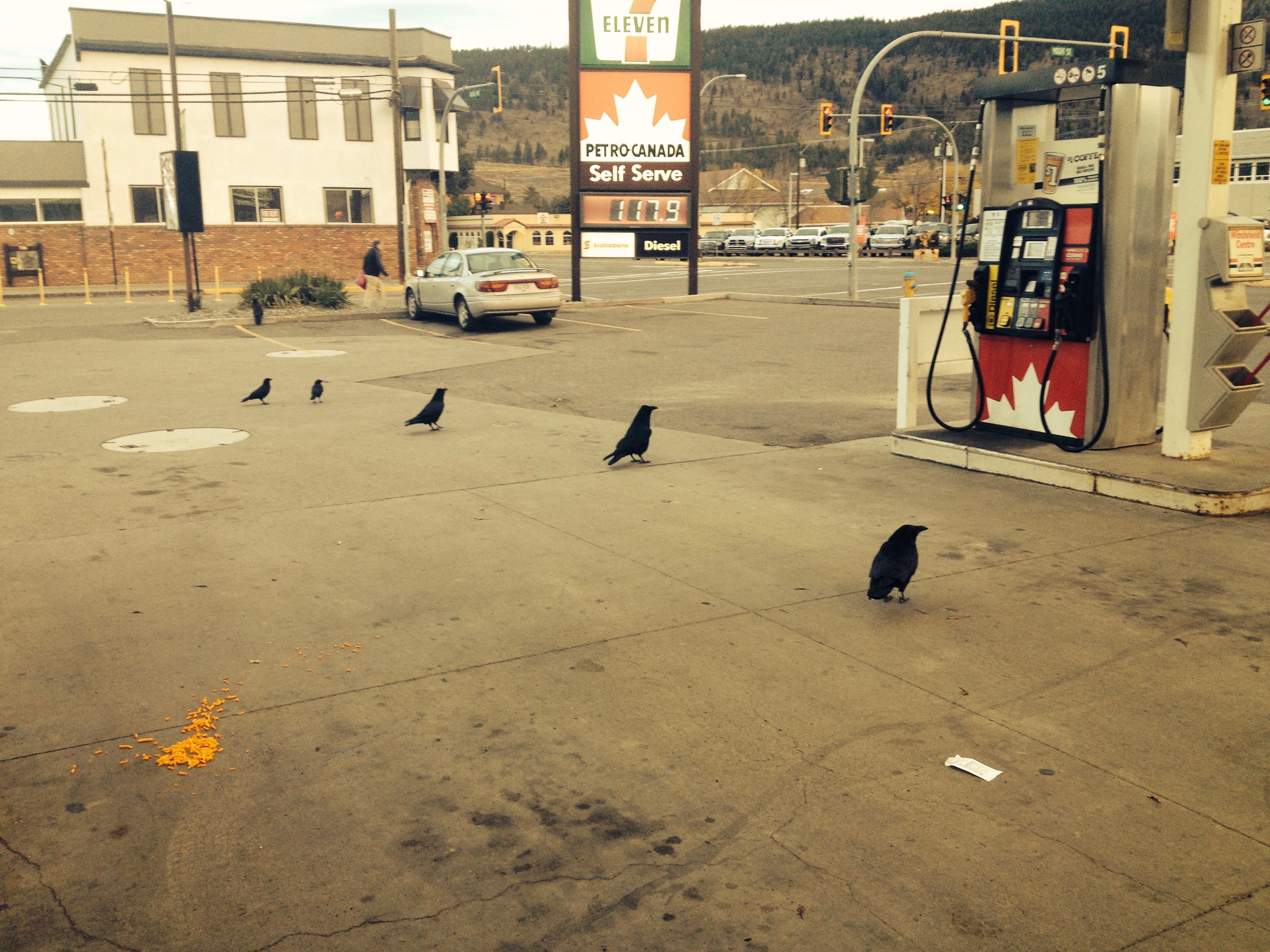 Gas Station and Crows in a Line